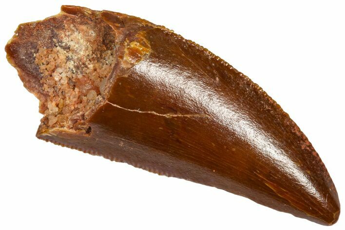 Serrated Raptor Tooth - Real Dinosaur Tooth #360989